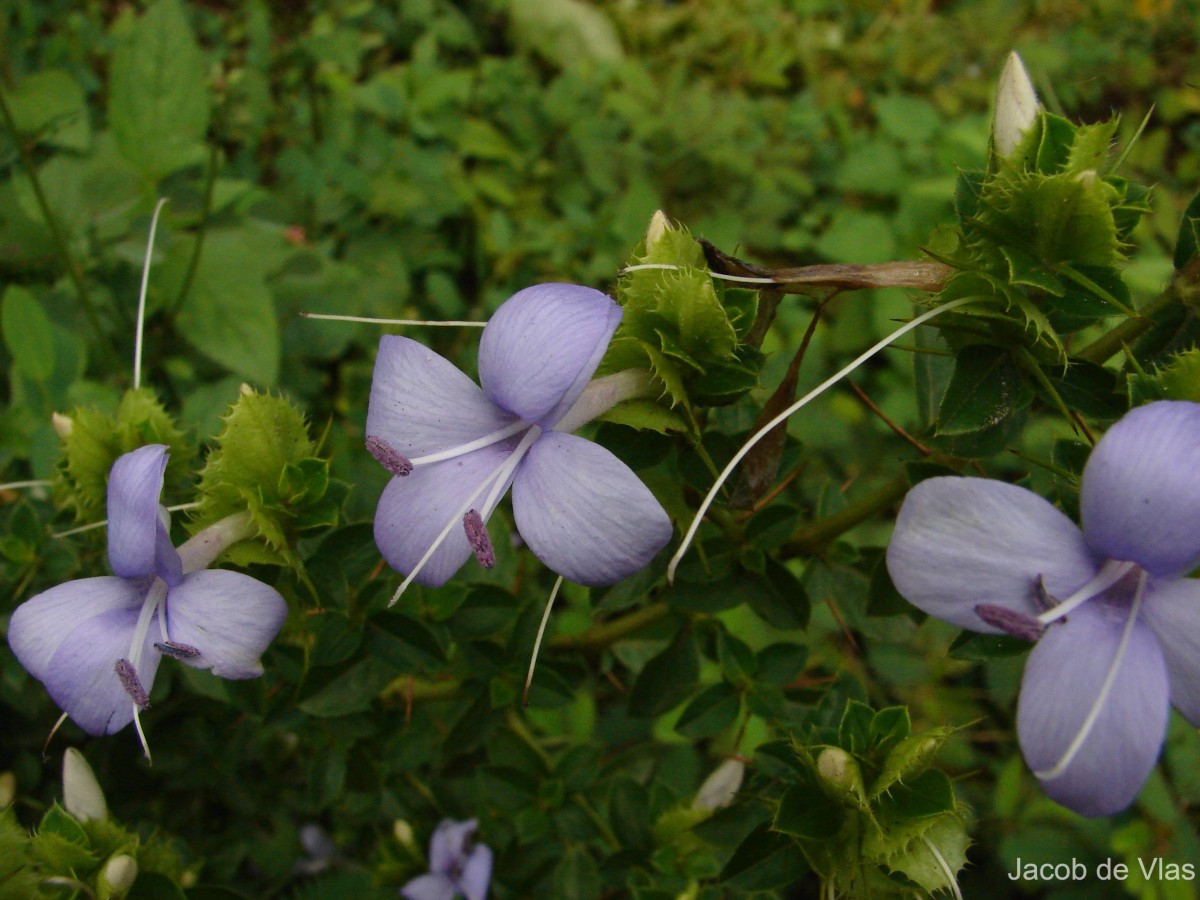 Barleria mysorensis B.Heyne ex Roth